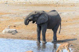Etosha Park elephant  by dconvertini
