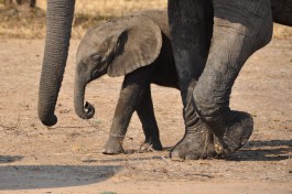 South Luangwa  by Laura Kay