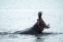 Chobe River Hippo 