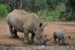 Rhinos 
