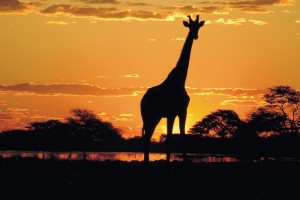 Giraffe sunset