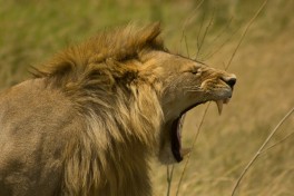 Tanzania lion 