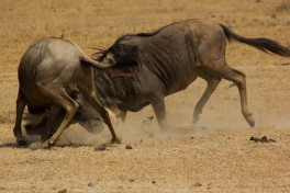 Tanzania wildebeest 
