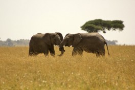 Tanzania elephants 