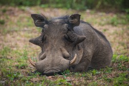 Warthog on Kruger Safari 
