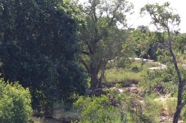 Kruger Safari camp 