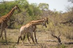 Kruger giraffes 