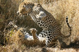 Leopards on Kruger Safarii 