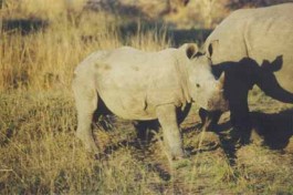 Rhinos in Kruger Park 