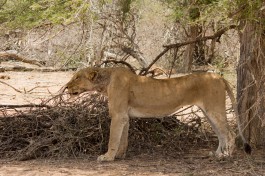 Big 5 Kruger Safari lioness 