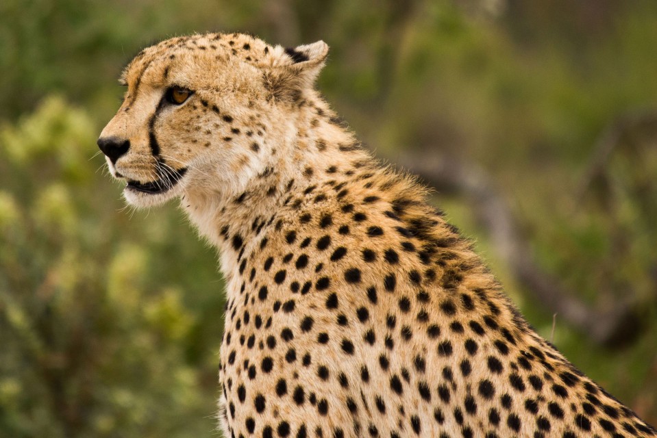 Kruger Safari Cheetah 