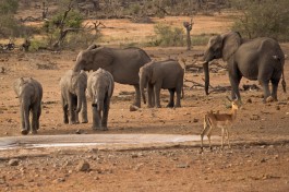Elephants on Kruger Safari 