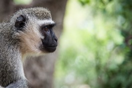 Kruger Safari Monkey 