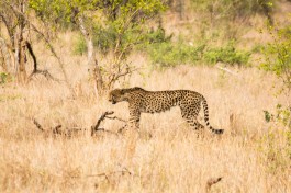 Kruger Safari Cheetah 