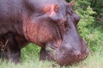 Hippo on Kruger & Private Reserves Camping Safari  by Chris Eason