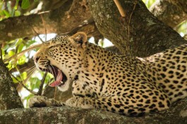 Kruger Safari leopard 