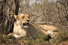 Kruger Safari Lioness 