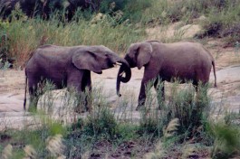 Elephants in Private Reserve of Greater Kruger 