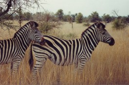 Zebras in Kruger Park 