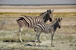 Etosha Safari zebras 