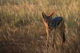 Namibia Lodge Safari jackal 