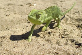 Namibia Safari, desert wildlife 