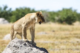 Namibia Safari, Etosha lions 