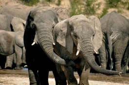 Etosha Safari elephants 