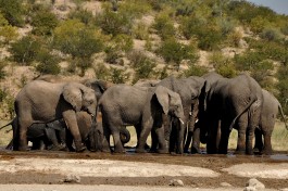 Namibia Lodge Safari, Etosha elephants 