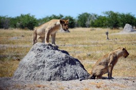 Private Etosha Safari, lions 