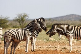 Etosha Safari, African wildlife 