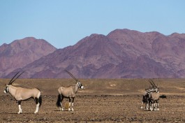 Northern Namibia Safari, Oryx 