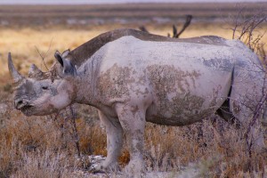 Black rhino in Etosha