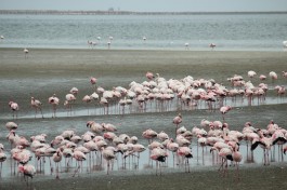 Chameleon safaris - flamingos at walvis bay 