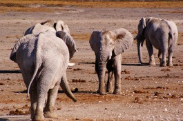 Elephants at nebrownii waterhole etosha national park 