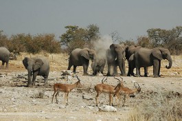Etosha wildlife 