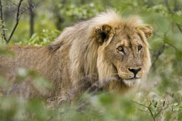 Etosha lion 