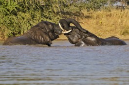 Elephants in water 
