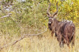 Kudu 