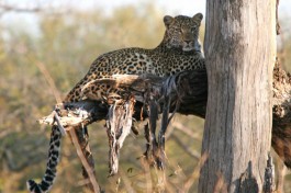 Leopard in tree 