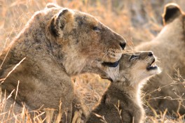Lioness & cub 