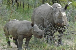 Rhinos 