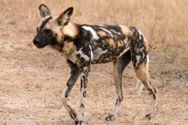Wild dog pup 