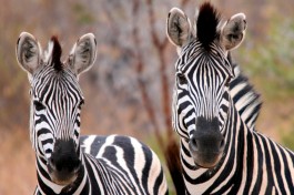 Zebras 