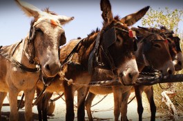 Local transport in Damaraland 