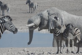 Etosha elephants 
