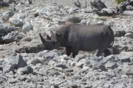 Etosha rhino 