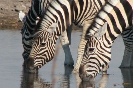 Etosha safari wildlife 