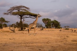 Tanzania giraffe and game  by George