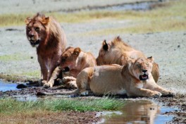 Lions of Tanzania 